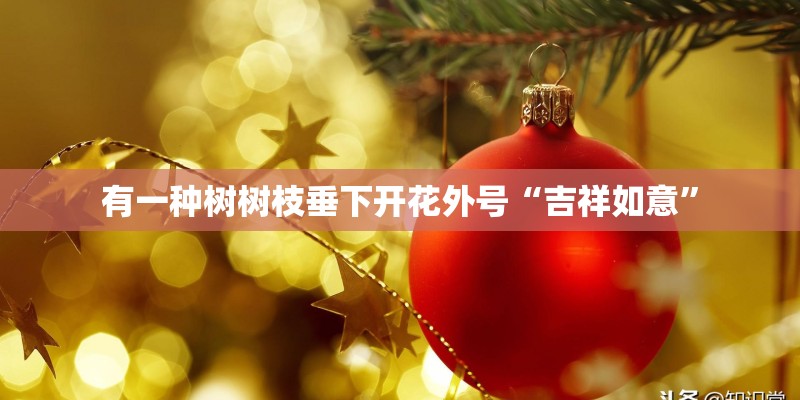 有一种树树枝垂下开花外号“吉祥如意”