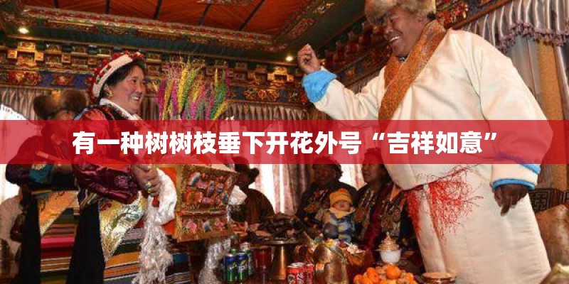 有一种树树枝垂下开花外号“吉祥如意”