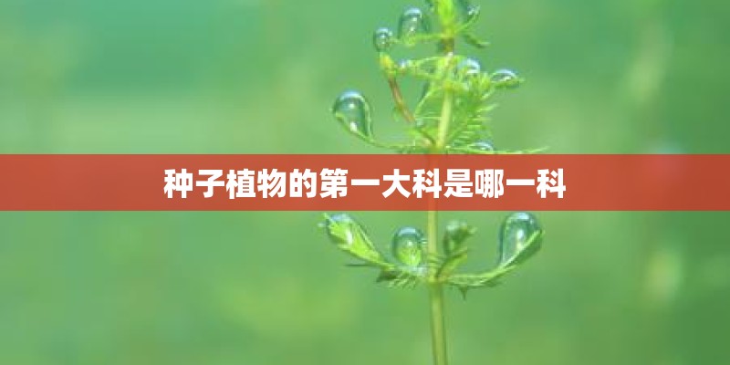 种子植物的第一大科是哪一科