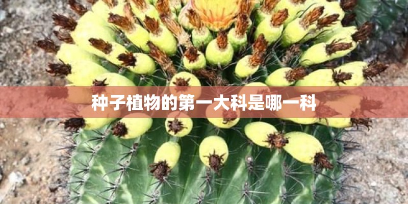 种子植物的第一大科是哪一科