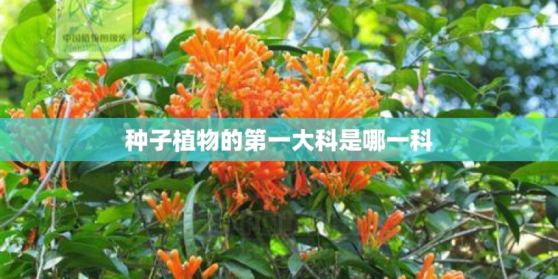 种子植物的第一大科是哪一科