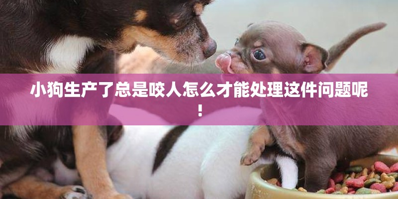 小狗生产了总是咬人怎么才能处理这件问题呢!