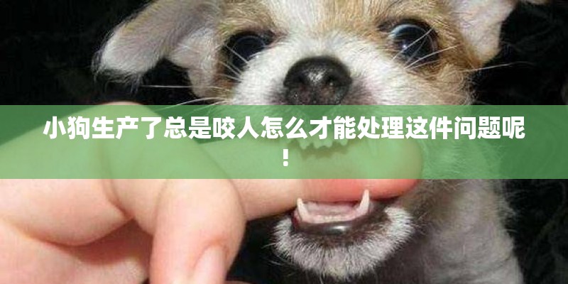 小狗生产了总是咬人怎么才能处理这件问题呢! 小狗生产了总是咬人怎么才能处理这件问题呢!