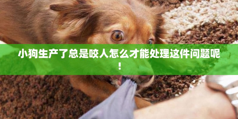 小狗生产了总是咬人怎么才能处理这件问题呢! 小狗生产了总是咬人怎么才能处理这件问题呢!