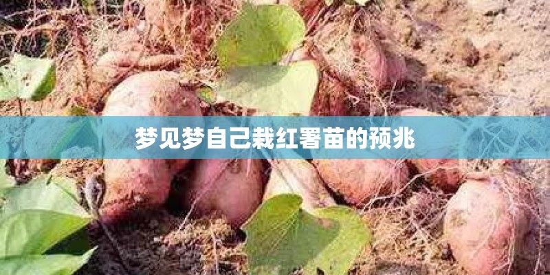 梦见梦自己栽红署苗的预兆