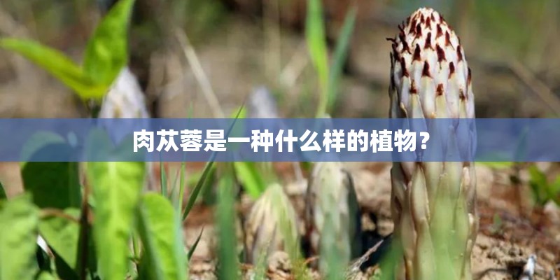 肉苁蓉是一种什么样的植物? 肉苁蓉是一种什么样的植物?