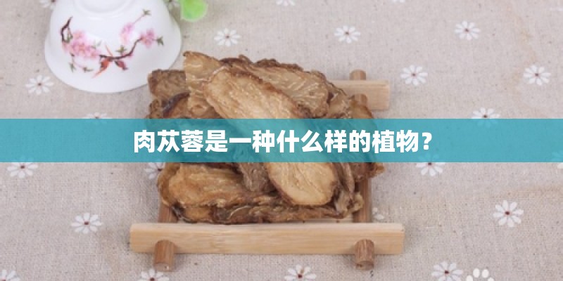 肉苁蓉是一种什么样的植物? 肉苁蓉是一种什么样的植物?