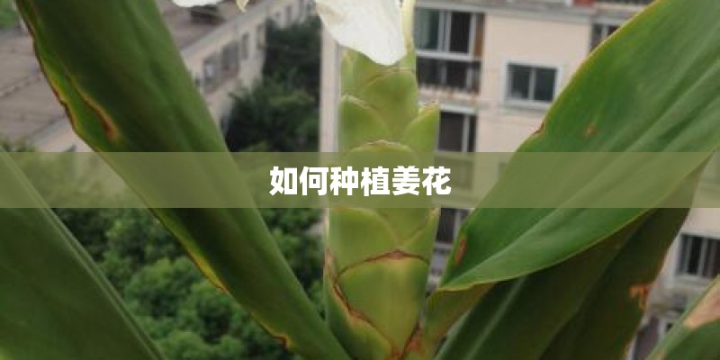如何种植姜花