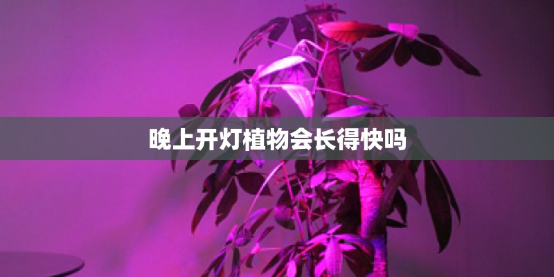 晚上开灯植物会长得快吗