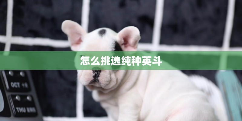 怎么挑选纯种英斗