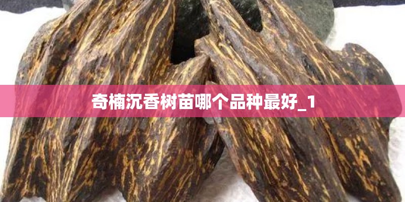 奇楠沉香树苗哪个品种最好_1