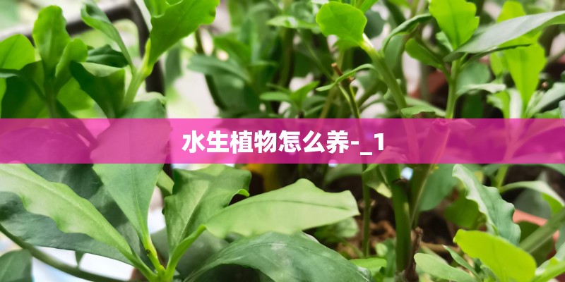 水生植物怎么养-_1