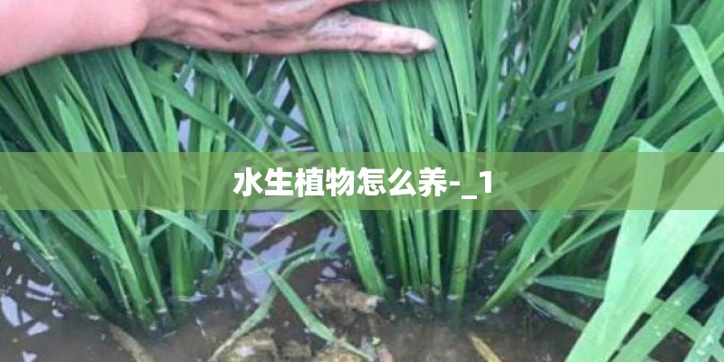 水生植物怎么养-_1