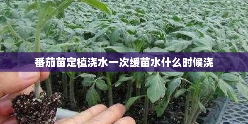 番茄苗定植浇水一次缓苗水什么时候浇
