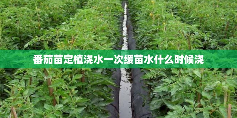 番茄苗定植浇水一次缓苗水什么时候浇 番茄苗定植浇水一次缓苗水什么时候浇