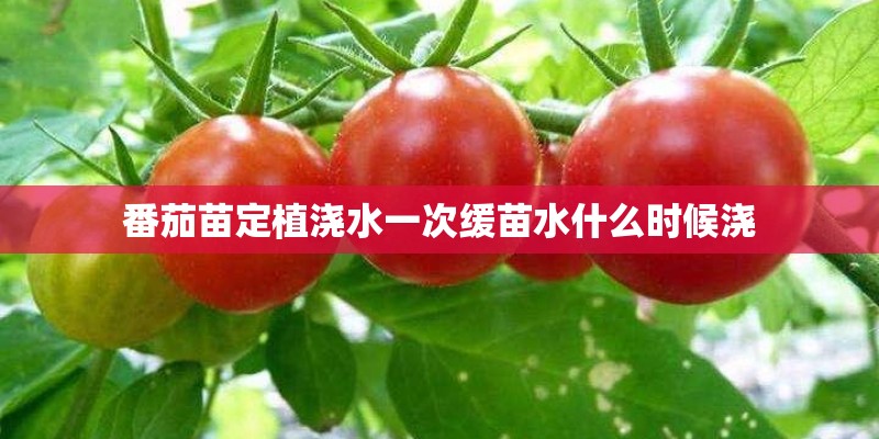 番茄苗定植浇水一次缓苗水什么时候浇 番茄苗定植浇水一次缓苗水什么时候浇