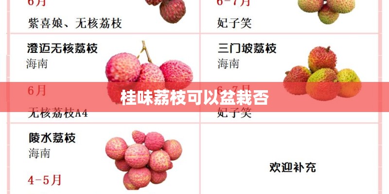 桂味荔枝可以盆栽否