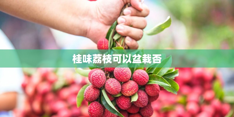 桂味荔枝可以盆栽否