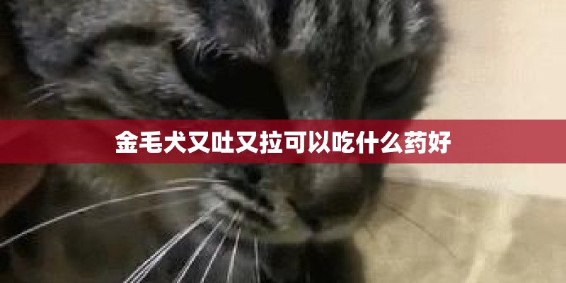 金毛犬又吐又拉可以吃什么药好 金毛犬又吐又拉可以吃什么药好