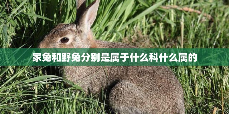 家兔和野兔分别是属于什么科什么属的
