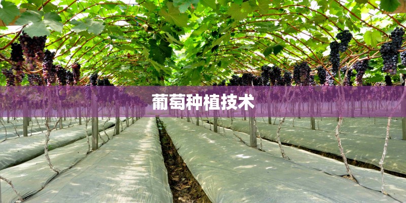 葡萄种植技术