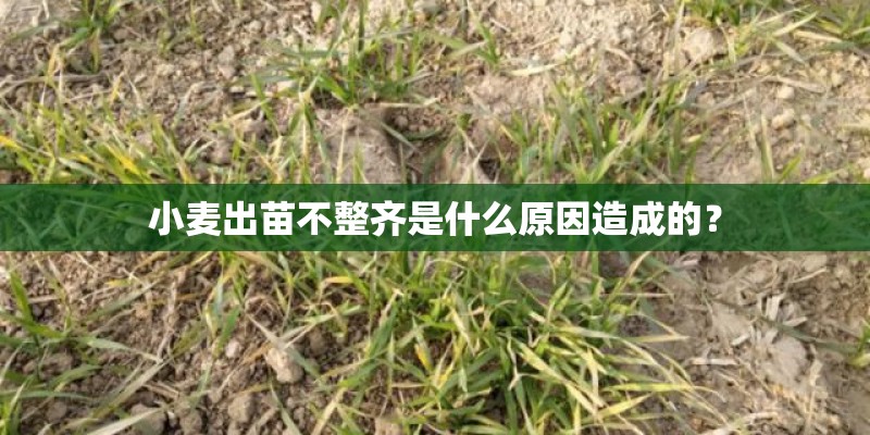 小麦出苗不整齐是什么原因造成的？