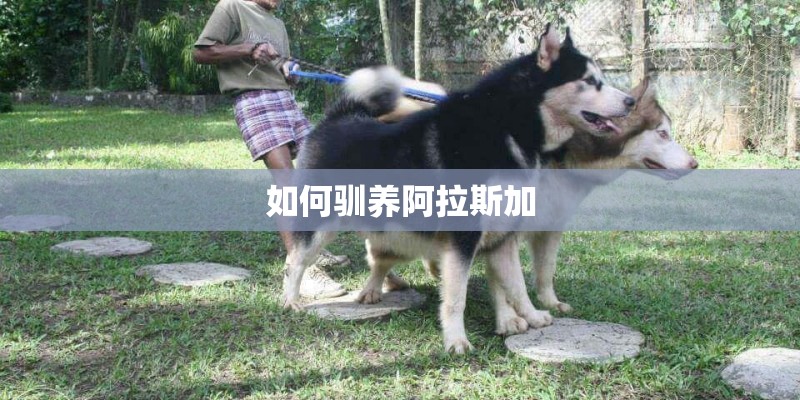 如何驯养阿拉斯加