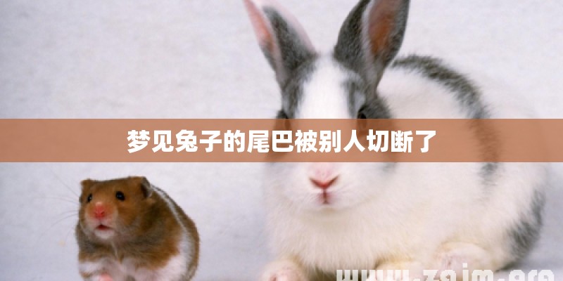 梦见兔子的尾巴被别人切断了