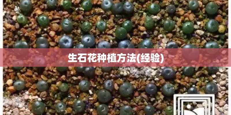 生石花种植方法(经验)