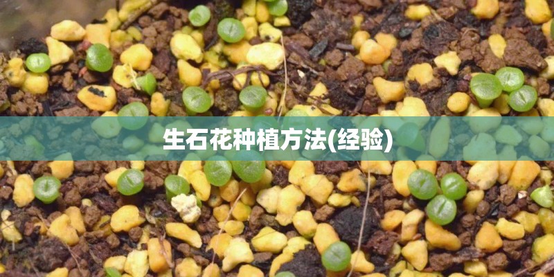 生石花种植方法(经验)