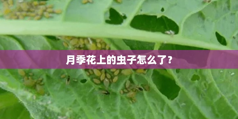 月季花上的虫子怎么了? 月季花上的虫子怎么了?