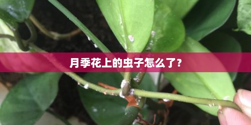 月季花上的虫子怎么了? 月季花上的虫子怎么了?