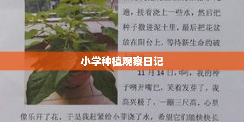小学种植观察日记