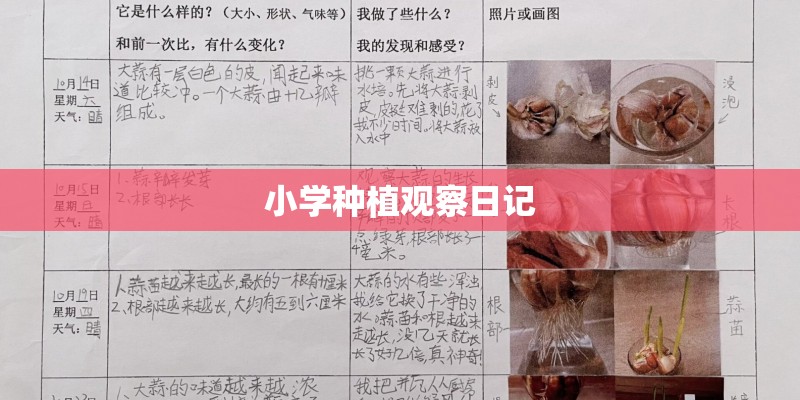 小学种植观察日记