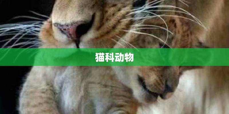 猫科动物