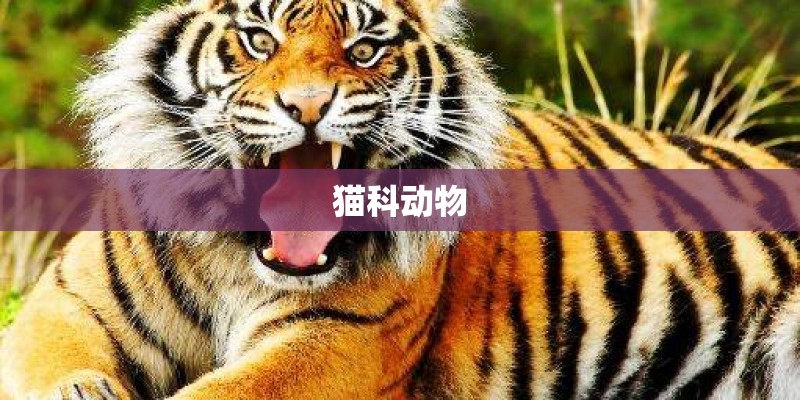 猫科动物