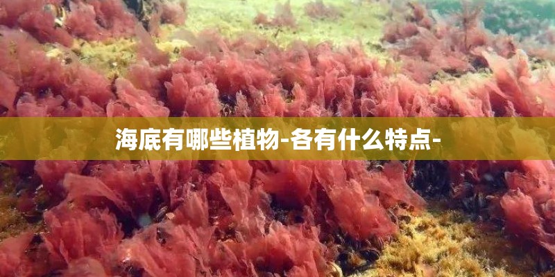 海底有哪些植物-各有什么特点-