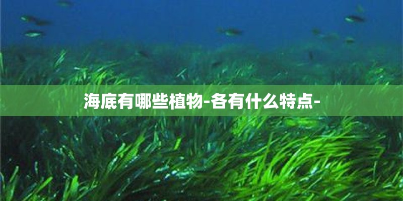 海底有哪些植物-各有什么特点- 海底有哪些植物-各有什么特点-