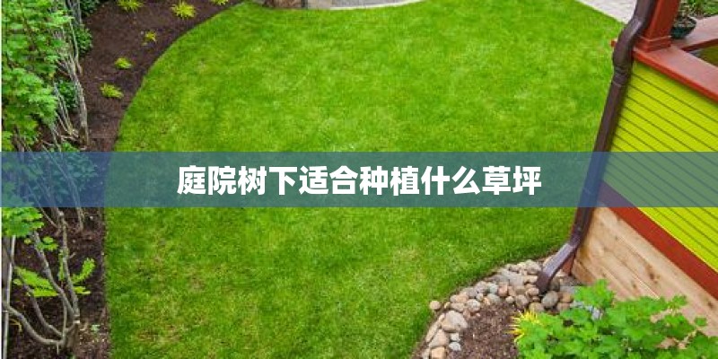 庭院树下适合种植什么草坪