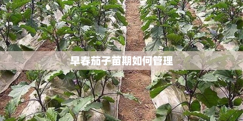 早春茄子苗期如何管理 早春茄子苗期如何管理