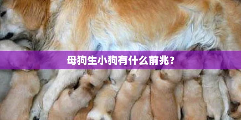 母狗生小狗有什么前兆？