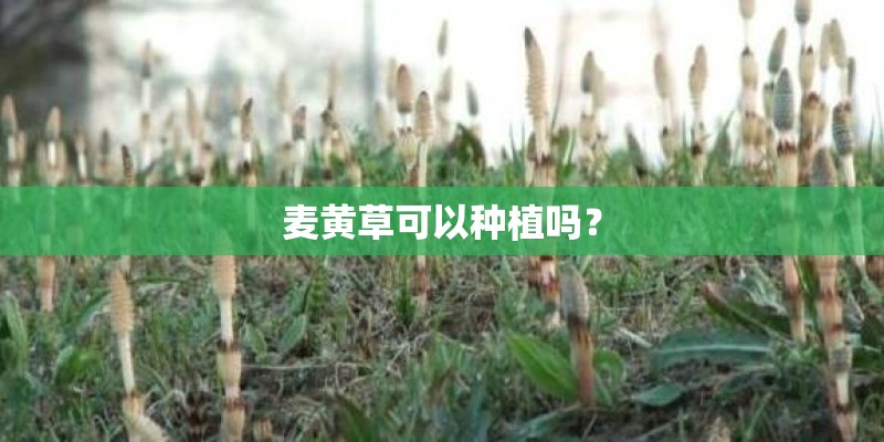 麦黄草可以种植吗？