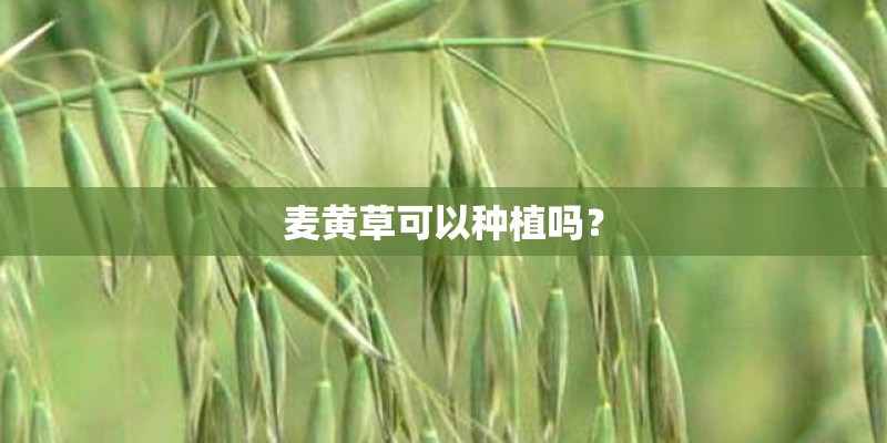 麦黄草可以种植吗？