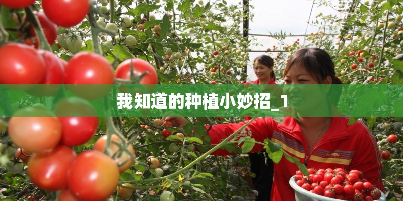 我知道的种植小妙招_1 我知道的种植小妙招_1