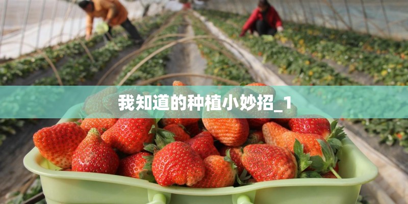 我知道的种植小妙招_1 我知道的种植小妙招_1