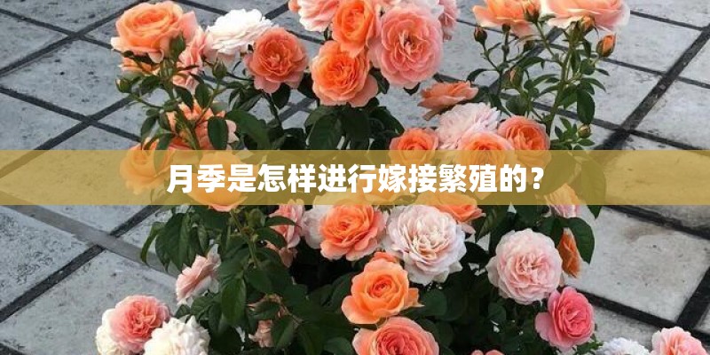 月季是怎样进行嫁接繁殖的？