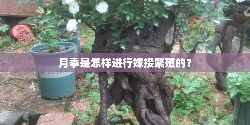 月季是怎样进行嫁接繁殖的？