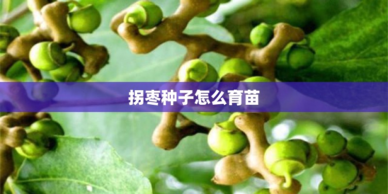 拐枣种子怎么育苗