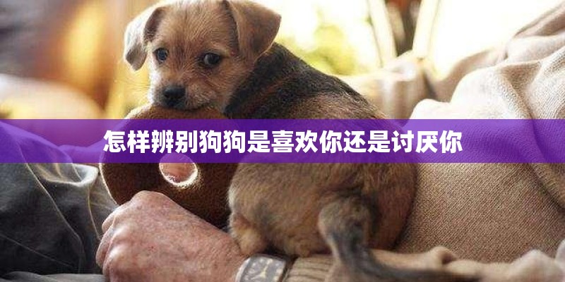 怎样辨别狗狗是喜欢你还是讨厌你