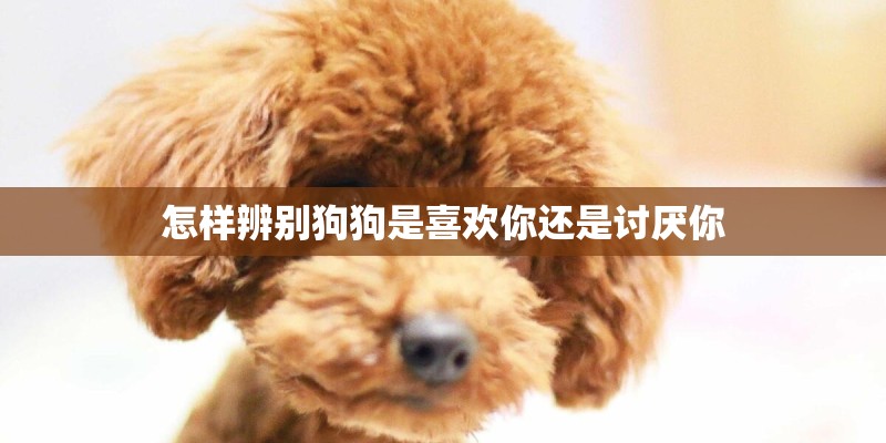 怎样辨别狗狗是喜欢你还是讨厌你